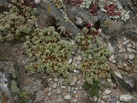 Scleranthus perennis 1, Overblijvende hardbloem, Saxifraga-Dirk Hilbers