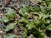 Sclerophylax spinescens 2, Saxifraga-Rutger Barendse