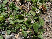 Sclerophylax spinescens 3, Saxifraga-Rutger Barendse