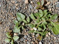 Sclerophylax spinescens 4, Saxifraga-Rutger Barendse