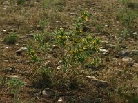 Scolymus hispanicus 3, Saxifraga-Dirk Hilbers
