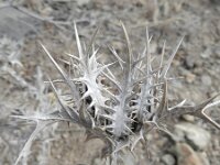 Scolymus maculatus 2, Saxifraga-Rutger Barendse