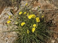 Scorzonera cretica 10, Saxifraga-Jan van der Straaten