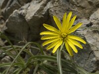 Scorzonera cretica 11, Saxifraga-Jan van der Straaten