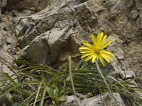 Scorzonera cretica 12, Saxifraga-Jan van der Straaten