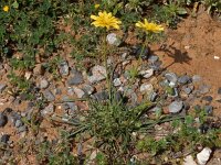 Scorzonera cretica 13, Saxifraga-Peter Meininger