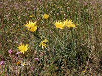 Scorzonera cretica 14, Saxifraga-Peter Meininger