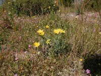 Scorzonera cretica 15, Saxifraga-Peter Meininger