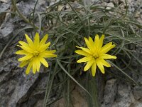 Scorzonera cretica 4, Saxifraga-Willem van Kruijsbergen