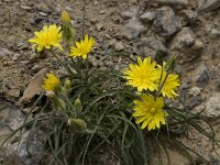 Scorzonera cretica 5, Saxifraga-Willem van Kruijsbergen