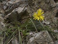 Scorzonera cretica 6, Saxifraga-Willem van Kruijsbergen