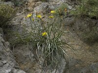 Scorzonera cretica 7, Saxifraga-Willem van Kruijsbergen