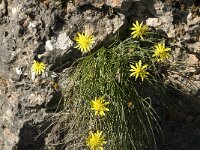 Scorzonera cretica 8, Saxifraga-Jan van der Straaten