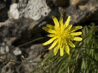 Scorzonera cretica 9, Saxifraga-Jan van der Straaten