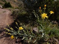 Scorzonera latifolia 9, Saxifraga-Ed Stikvoort