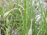 Scorzonera villosa 2, Saxifraga-Rutger Barendse