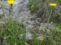 Scorzonera villosa 3, Saxifraga-Rutger Barendse