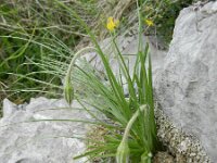 Scorzonera villosa 6, Saxifraga-Rutger Barendse
