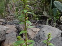 Scrophularia arguta 2, Saxifraga-Ed Stikvoort