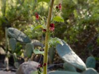 Scrophularia arguta 3, Saxifraga-Ed Stikvoort