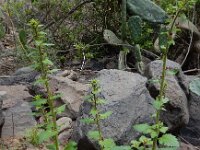 Scrophularia arguta 4, Saxifraga-Ed Stikvoort