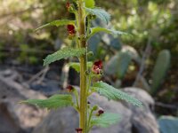 Scrophularia arguta 5, Saxifraga-Ed Stikvoort