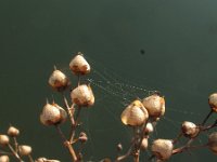 Scrophularia auriculata 1, Geoord helmkruid, Saxifraga-Rutger Barendse