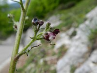 Scrophularia canina ssp hoppii 13, Saxifraga-Rutger Barendse