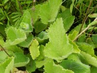 Scrophularia chrysantha 3, Saxifraga-Rutger Barendse