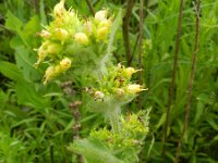 Scrophularia chrysantha 4, Saxifraga-Rutger Barendse