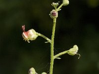 Scrophularia lucida 1, Saxifraga-Jan van der Straaten