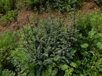 Scrophularia lucida 3, Saxifraga-Peter Meininger