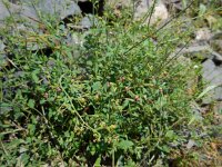 Scrophularia olympica 2, Saxifraga-Ed Stikvoort