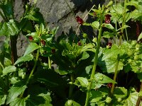 Scrophularia peregrina 9, Koraalhelmkruid, Saxifraga-Ed Stikvoort : Amsterdam Den Haag