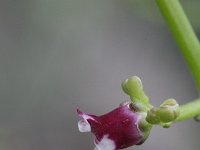 Scrophularia ramosissima 1, Saxifraga-Rutger Barendse