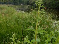 Scrophularia umbrosa 11, Gevleugeld helmkruid, Saxifraga-Ed Stikvoort