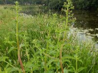 Scrophularia umbrosa 13, Gevleugeld helmkruid, Saxifraga-Ed Stikvoort