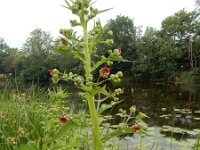 Scrophularia umbrosa 15, Gevleugeld helmkruid, Saxifraga-Ed Stikvoort