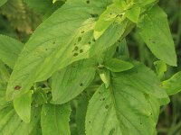 Scrophularia umbrosa 2, Gevleugeld helmkruid, Saxifraga-Rutger Barendse