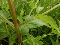 Scrophularia umbrosa 4, Gevleugeld helmkruid, Saxifraga-Ed Stikvoort