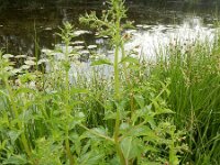 Scrophularia umbrosa 5, Gevleugeld helmkruid, Saxifraga-Ed Stikvoort
