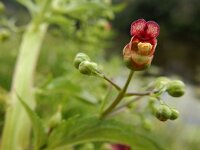 Scrophularia umbrosa 6, Gevleugeld helmkruid, Saxifraga-Ed Stikvoort