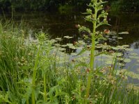 Scrophularia umbrosa 7, Gevleugeld helmkruid, Saxifraga-Ed Stikvoort