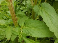 Scrophularia umbrosa 8, Gevleugeld helmkruid, Saxifraga-Ed Stikvoort