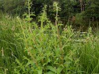 Scrophularia umbrosa 9, Gevleugeld helmkruid, Saxifraga-Ed Stikvoort
