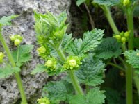 Scrophularia vernalis 12, Voorjaarshelmkruid Saxifraga-Rutger Barendse