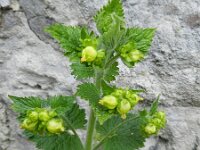 Scrophularia vernalis 14, Voorjaarshelmkruid Saxifraga-Rutger Barendse