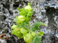 Scrophularia vernalis 16, Voorjaarshelmkruid Saxifraga-Rutger Barendse