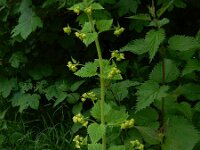 Scrophularia vernalis 28, Voorjaarshelmkruid, Saxifraga-Peter Meininger