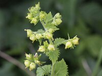Scrophularia vernalis 6, Voorjaarshelmkruid, Saxifraga-Peter Meininger